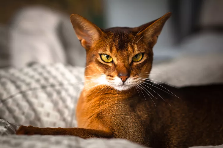 Abyssinian Cats for sale