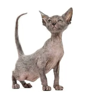 Lykoi Cat