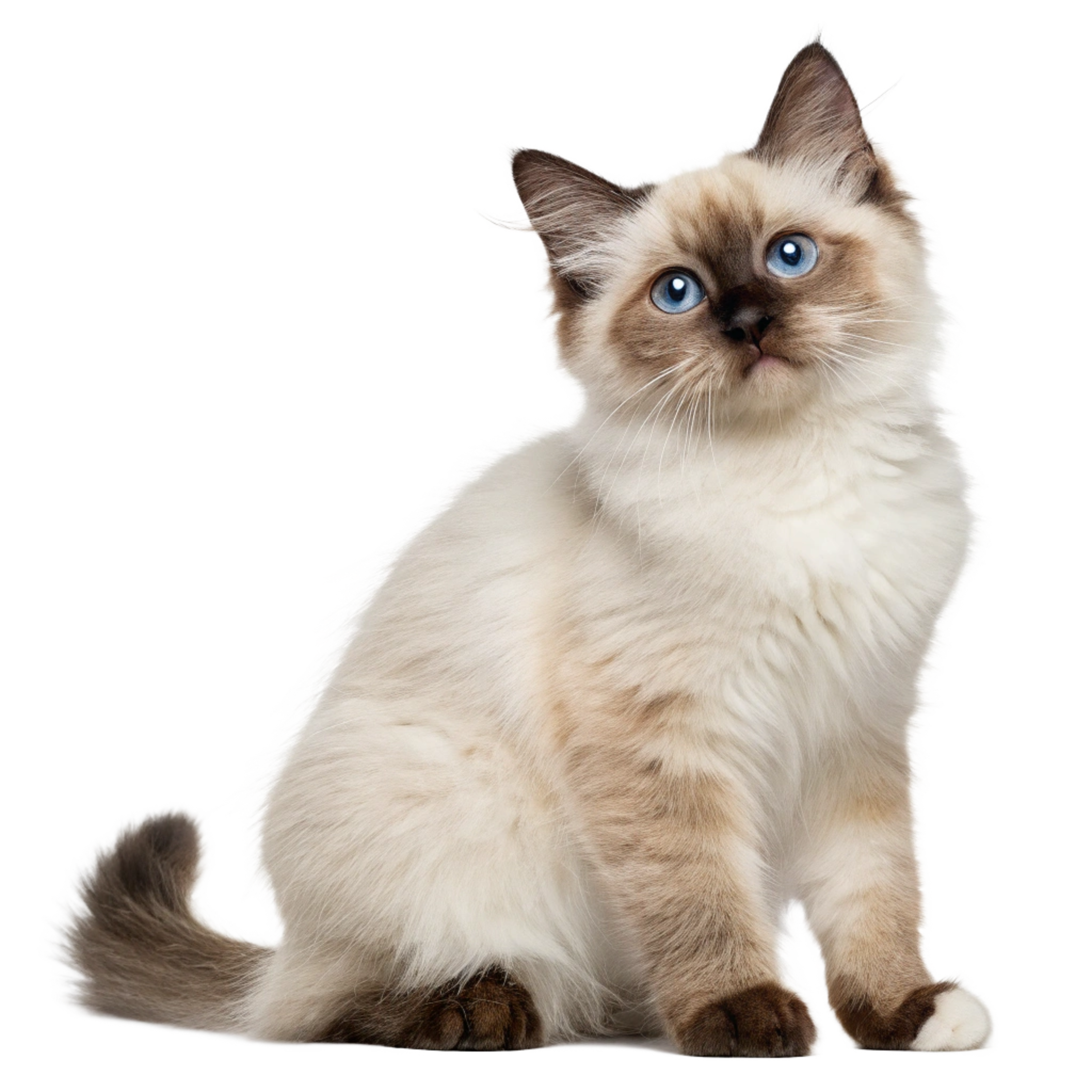 Ragdoll Kitten