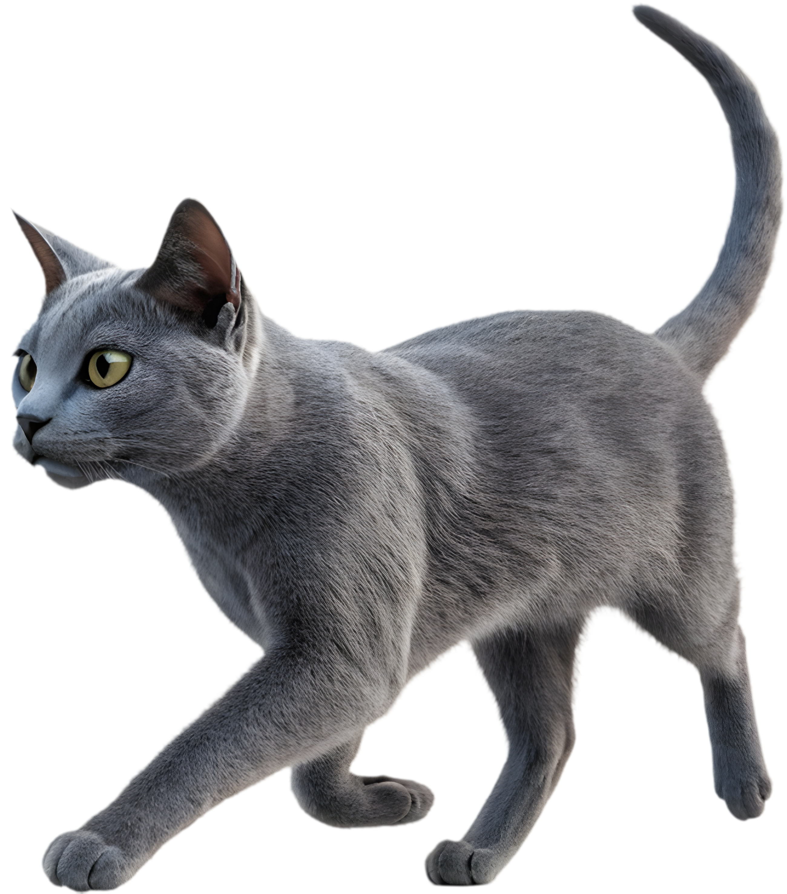 Russian Blue Cat