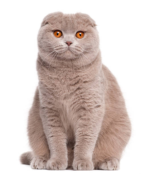 Scottish Fold Cat