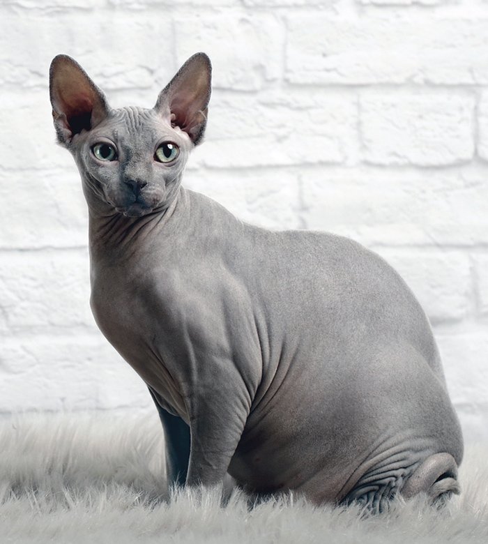 Sphynx Cat