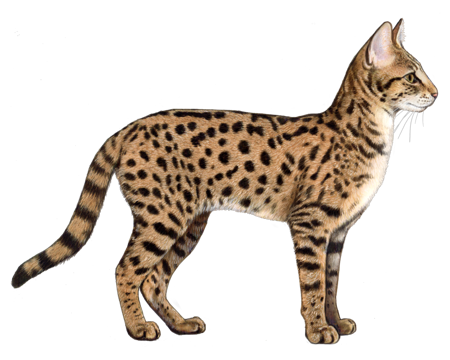 savannah cat