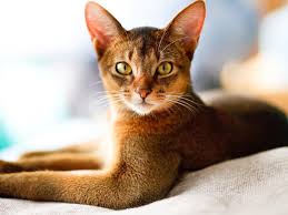 Abyssinian kitten for sale