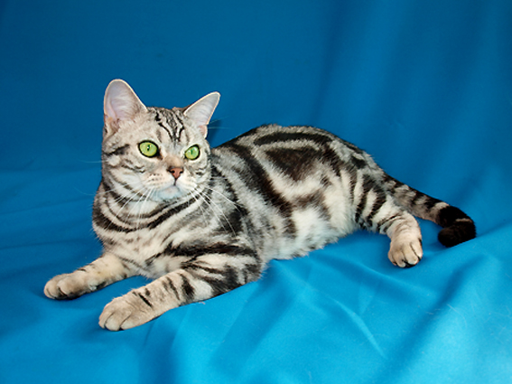 American Shorthair Kittens for sale
