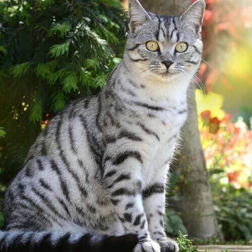 American Shorthair for sale