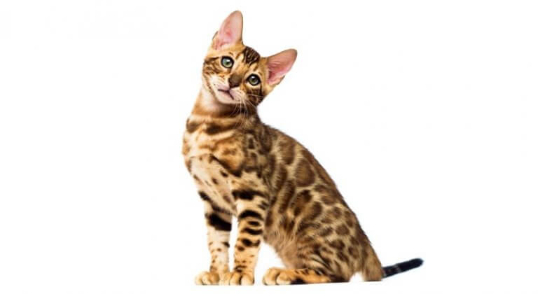 Bengal Kittens for sale