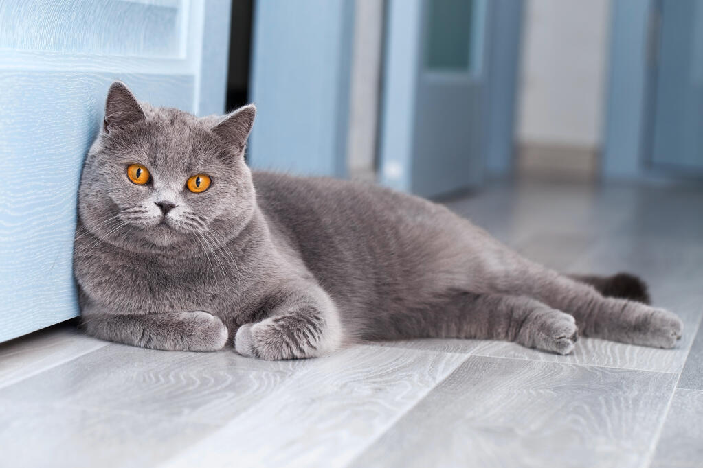 British Shorthair for sale