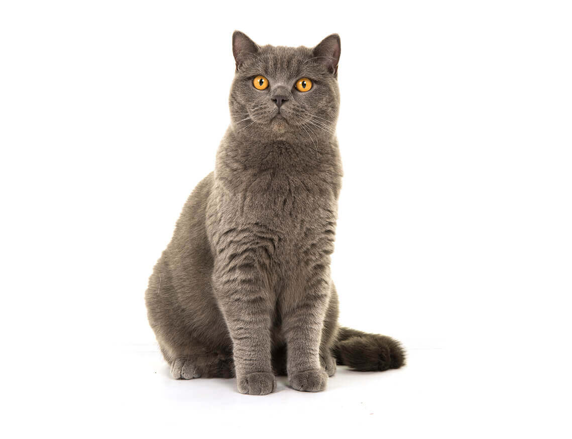 British Shorthair ready for sale