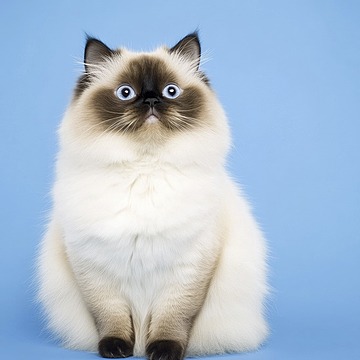 Himalayan kitten for sale