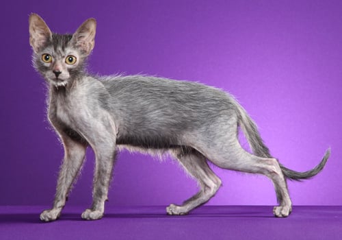 Lykoi Cat for sale