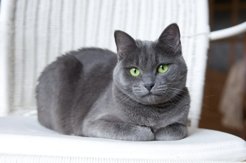 Russian Blue kittens for sale