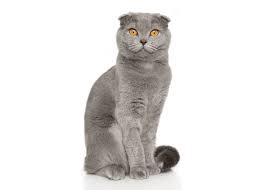 Scottish Fold Kittens for sale