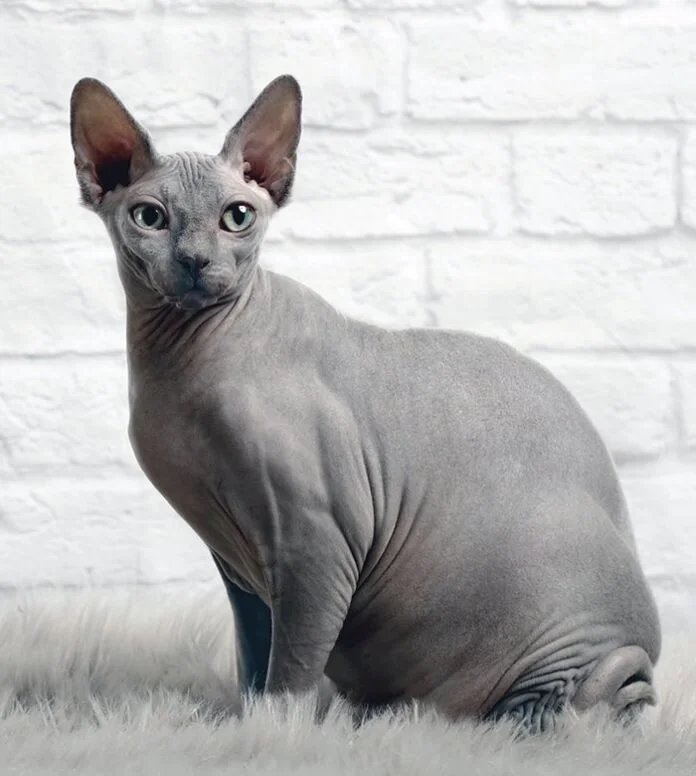 Sphynx Kitten for sale