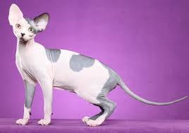 Sphynx Kittens for sale