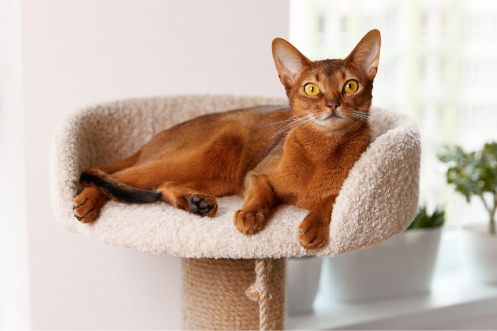 Abyssinian Kittens for Sale