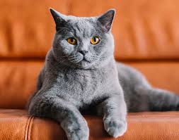 British Shorthair Kittens for Sale