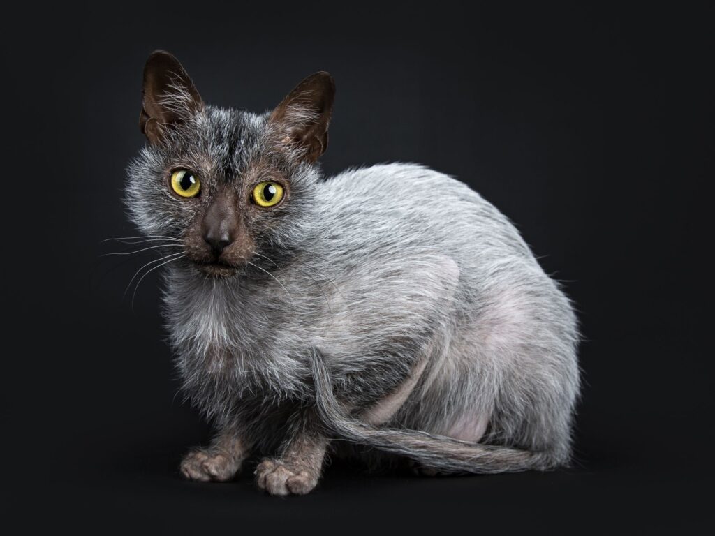 Lykoi Kittens for Sale